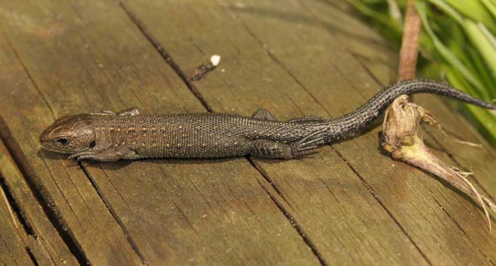 Waldeidechse juvenil (Zootoca vivipara)
