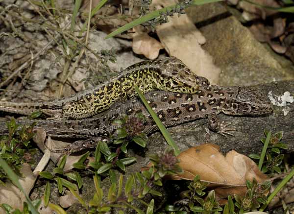Zauneidechse (Lacerta agilis)